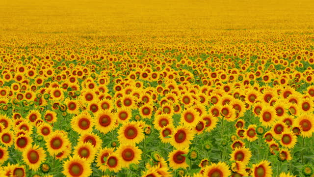 Sunflower blooming season. Summer landscape with big yellow farm field with sunflowers. Static