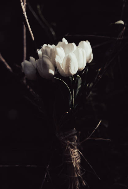 spring flowers tulips isolated on white background. beautiful flowers