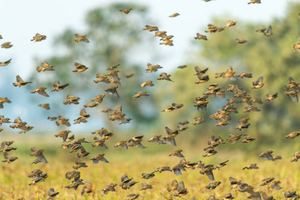 istock Streaked Weaver flock in flight 1345085547