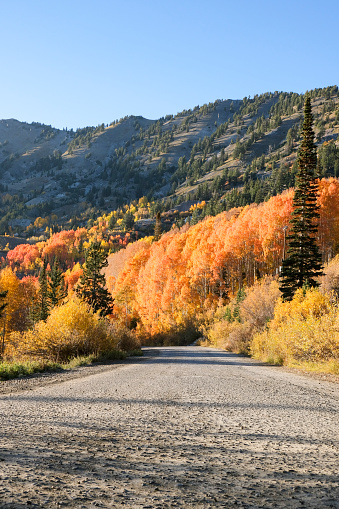 The gravel road leading up to the top of Little Cottonwood Canyon into Alta where trails such as Cecret Lake are located. The beautiful fall colors stand out along the drive from top to bottom.