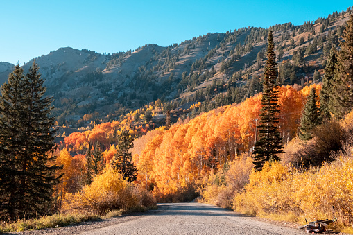 The gravel road leading up to the top of Little Cottonwood Canyon into Alta where trails such as Cecret Lake are located. The beautiful fall colors stand out along the drive from top to bottom.