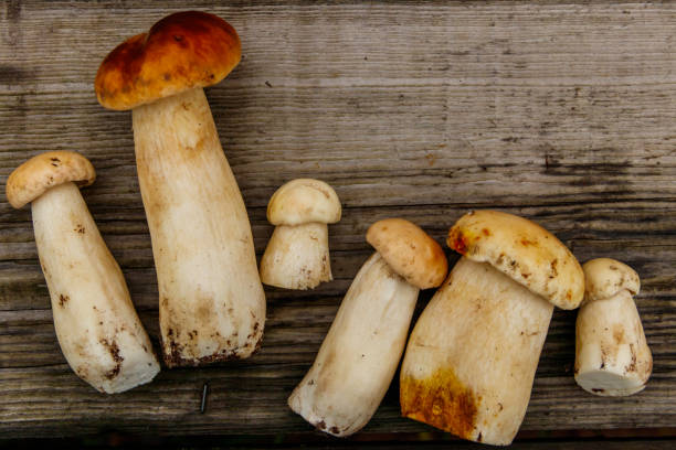 istock Freshly picked porcini mushrooms on rustic wooden table. Top view 1345086244