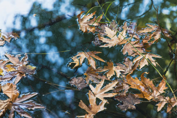 istock Autumn leaves in the nature 1345087098