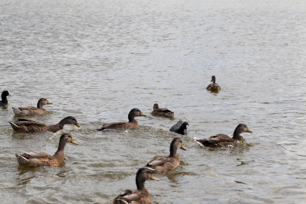 istock wild nature with flying and waterfowl 1345087754