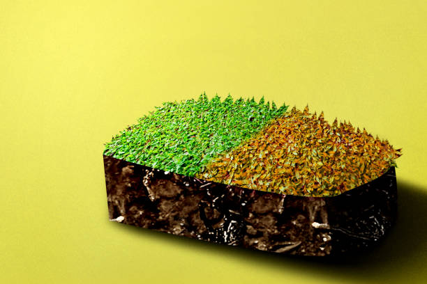 istock Underground soil layer of cross-section earth with meadow with different grass on the top 1345088024