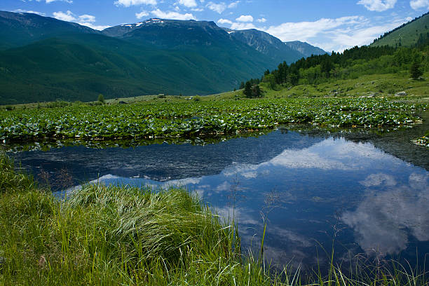 серо-лиловый пруд - absaroka range стоковые фото и изображения