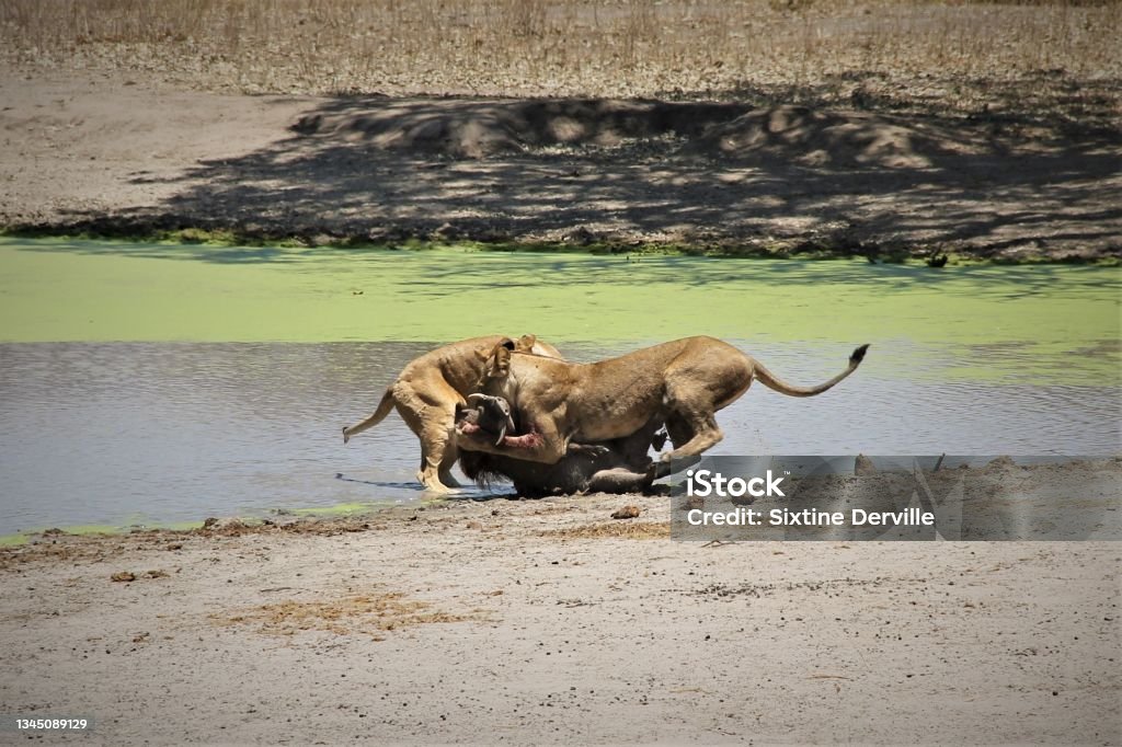 Nala and Pumba Animals Attacking Stock Photo