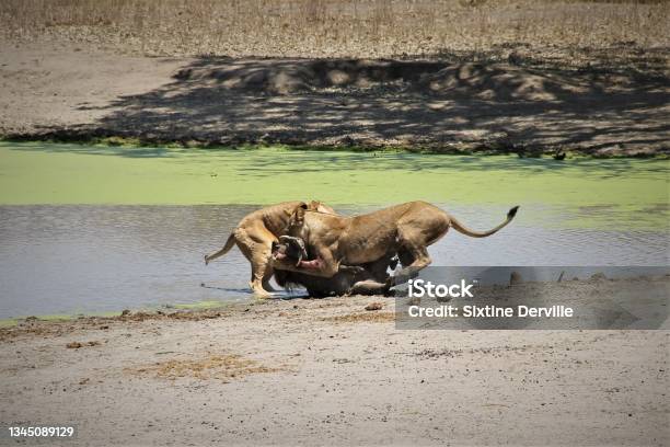 Nala And Pumba Stock Photo - Download Image Now - Animals Attacking, Animals In The Wild, Color Image