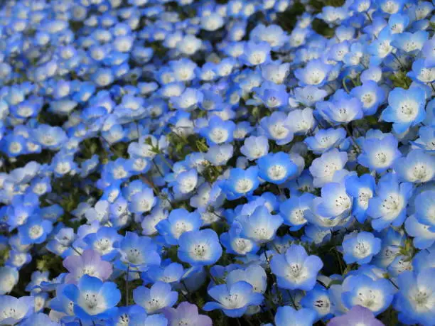 Photo of field of flowers of the baby blue-eyes
