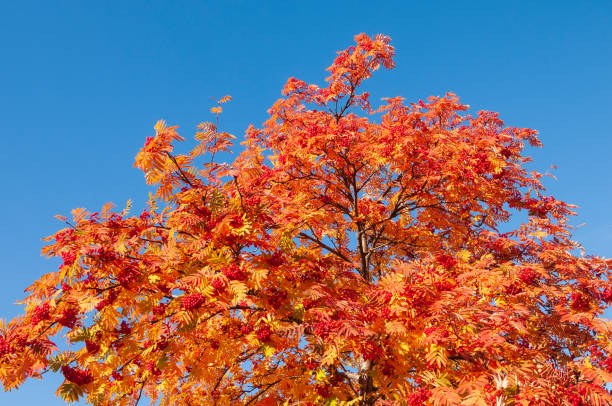 잘 익은 붉은 열매와 푸른 하늘에 대한 다채로운 단풍로 와 로완 나무 가지 - autumn sky blue treetop 뉴스 사진 이미지