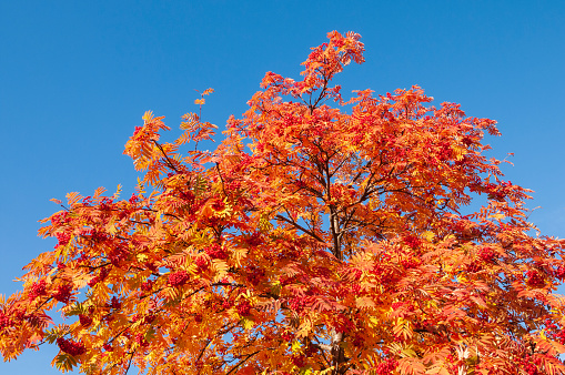 Rowan tree branches with ripe red berries and colorful autumn leaves against blue sky