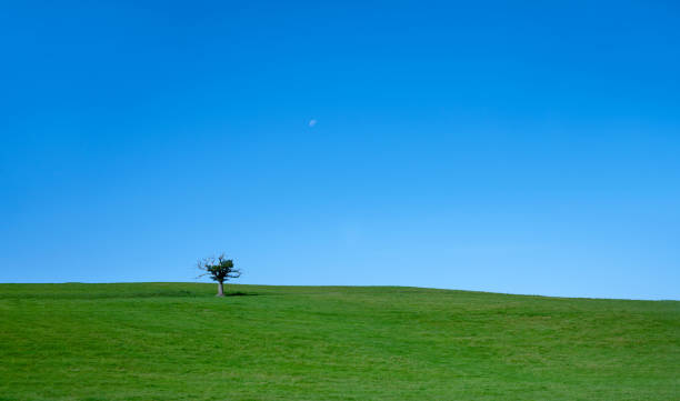 Single tree on rutal landscape green fields with clear blue sky on summer,Beautiful nature Spring landscape with meadow, one tree and half moon and skyline, Lonely tree at the empty grass field on hills