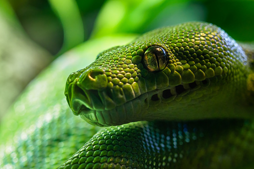 Green tree python (Morelia viridis) close-up. Portrait art.