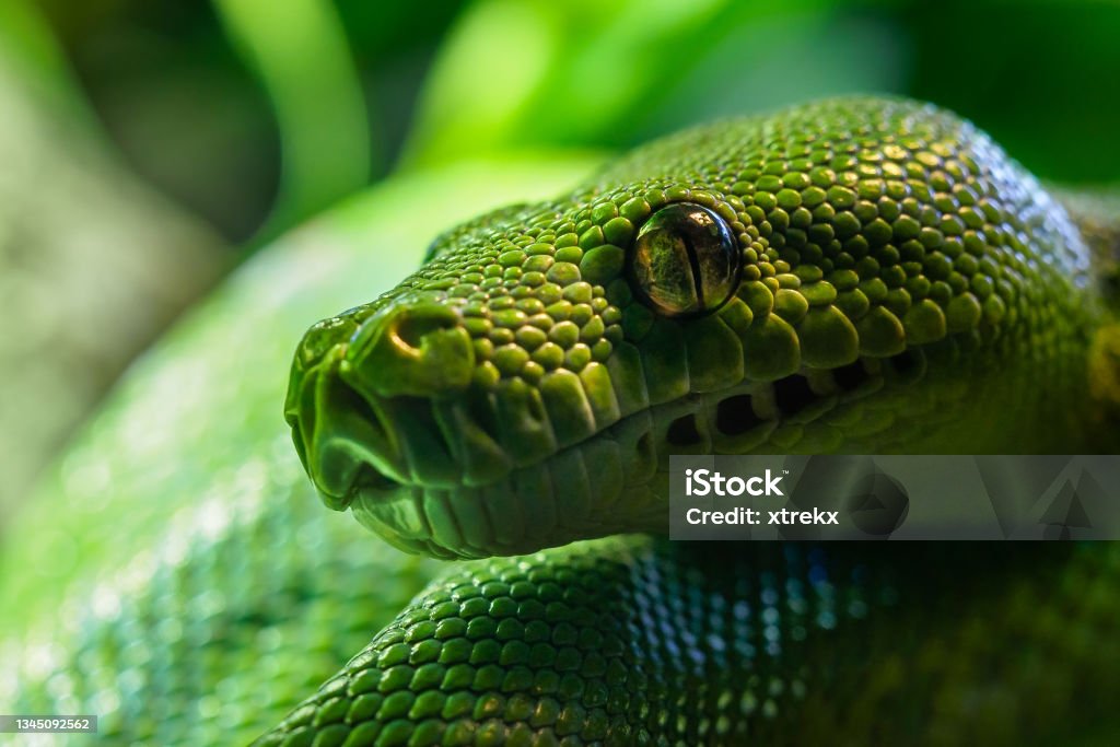 Green Python Close Up Green Tree Python Closeup Portrait Art Stock Photo - Download Image Now ...