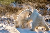 Two playful polar bears (Ursus maritimus) sparring in the snow in Churchill, Manitoba, Canada.