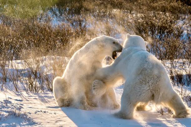 Two playful polar bears (Ursus maritimus) sparring in the snow in Churchill, Manitoba, Canada. Two adult polar bears playfully sparring among willow shrubs and spraying snow in beautiful early morning golden light. churchill manitoba stock pictures, royalty-free photos & images