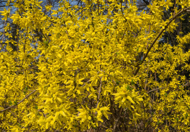 istock Shrub with yellow Forsythia Blossoms 1345093307