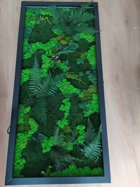 istock A picture of decorative stabilized moss and plants in a black frame 1345094738