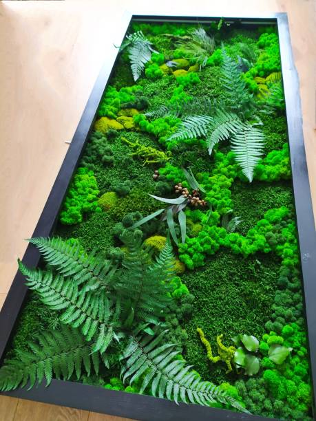 istock A picture of decorative stabilized moss and plants in a black frame 1345094797