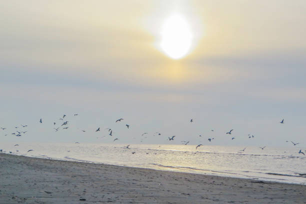 Birds on the Coast