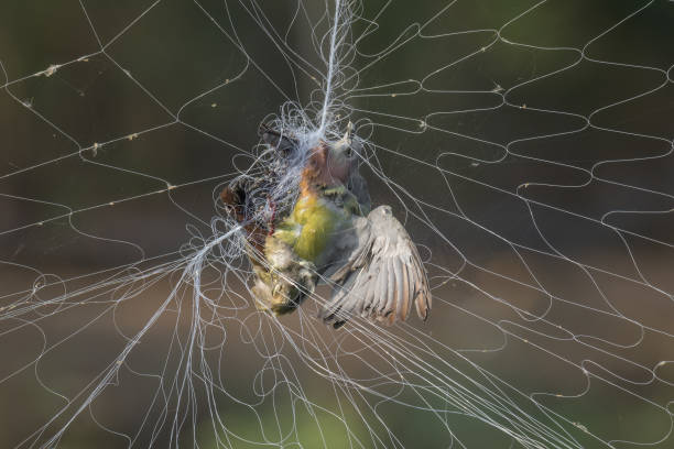 istock Pink-necked Green Pigeon entangled in a net 1345097057