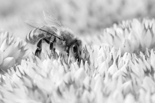 istock Black and white image of a honey bee 1345097324