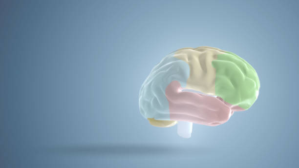 istock 3d illustration of human brain on blue technological background. 1345097626