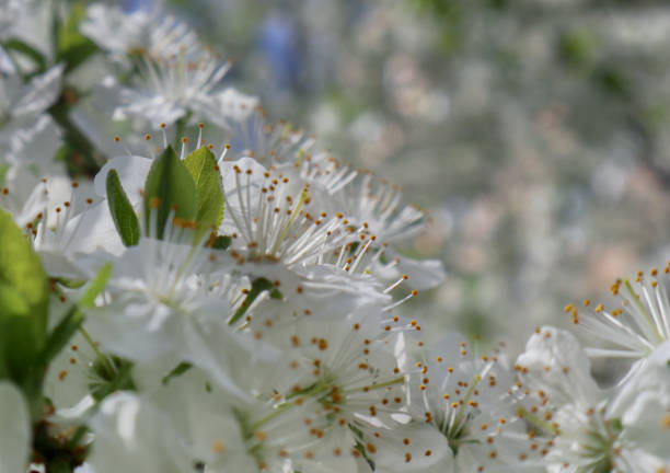 istock Cherry plum flowers closeup. 1345097665