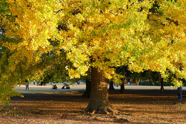 árbol de ginkgo brillando dorado - ginkgo tree ginkgo tree japan fotografías e imágenes de stock