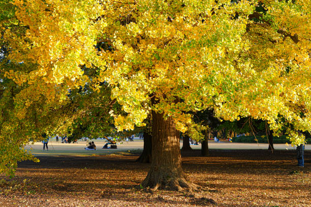 금빛 빛나는 은행나무 - ginkgo tree ginkgo tree japan 뉴스 사진 이미지