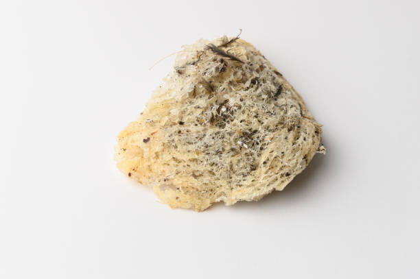 istock Fresh rare shape edible bird's nest 1345100404