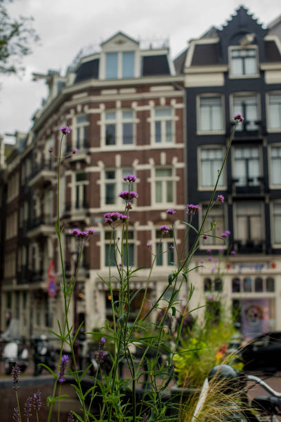 istock flowers in the Amsterdam  streets 1345101401