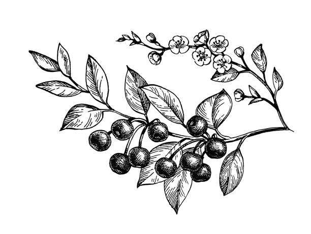 Ink sketch of cherry branches. Cherry branches with fruits and flowers. Ink sketch isolated on white background. Hand drawn vector illustration. Vintage style stroke drawing. cherry blossom branch on white stock illustrations