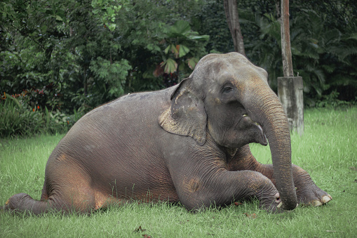 Asian Elephant (Elephas maximus) lying down on the green grass.