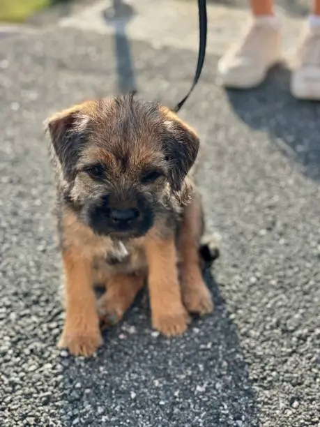 Border terrier