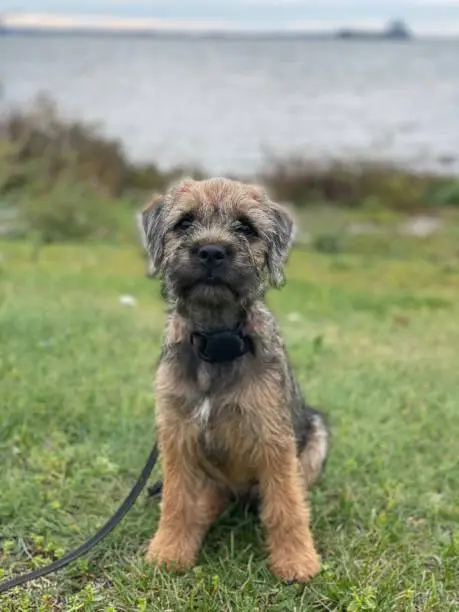 Border terrier