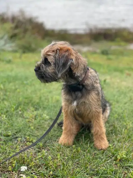 Border terrier