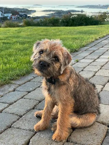 Border terrier