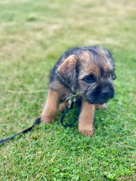 Border terrier