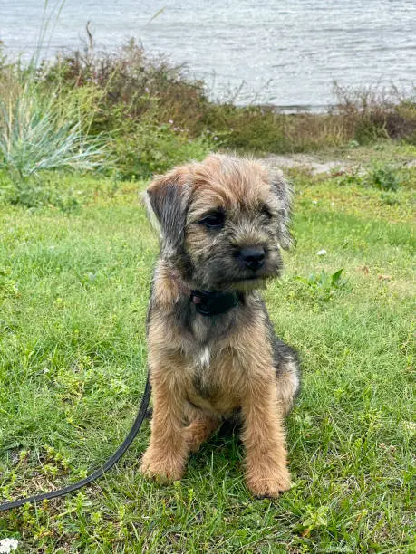 Border terrier