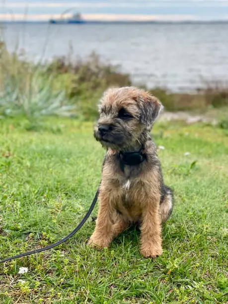 Border terrier