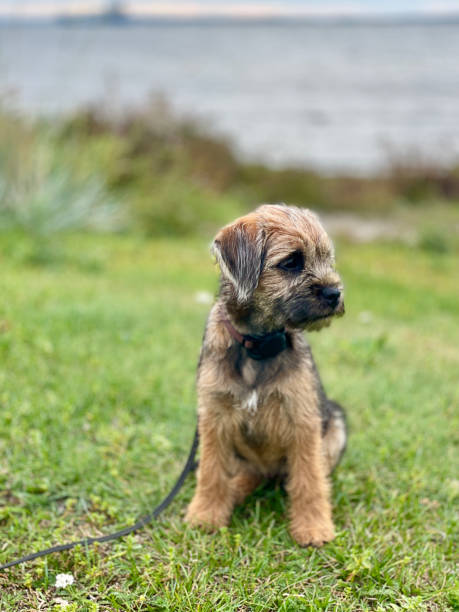 Borderterrier Border terrier border terrier stock pictures, royalty-free photos & images