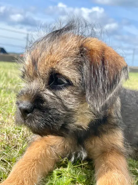 Border terrier