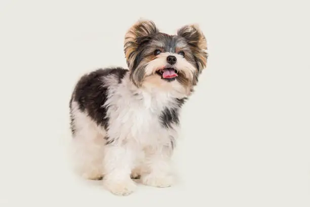 Photo of nice yorkie on white background