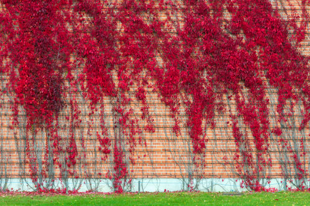 False Virginia creeper Parthenocissus inserta foliage in autumn colors