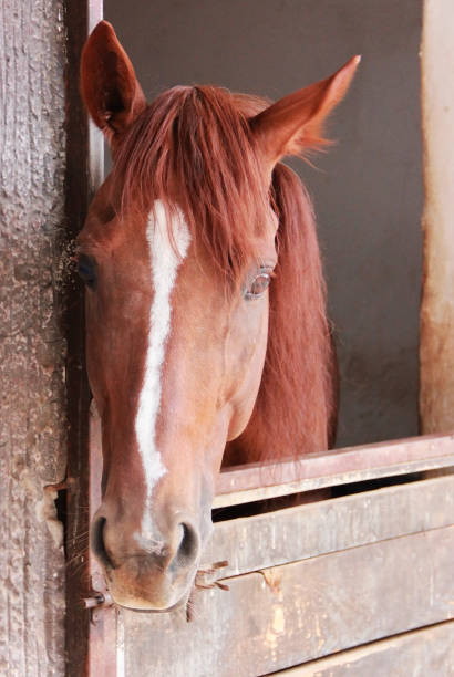 istock sad brown horse looks with his eyes 1345105791