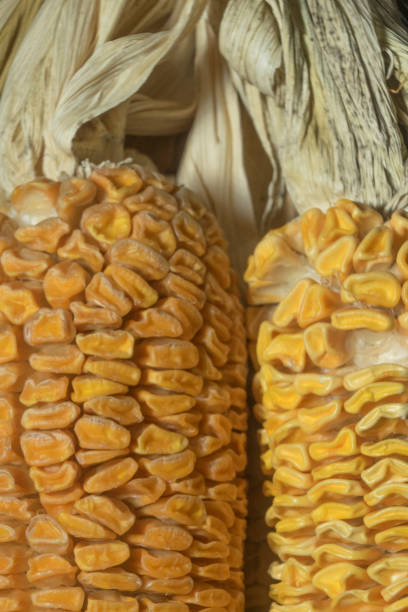 istock Closeup of dried corn seeds 1345107542