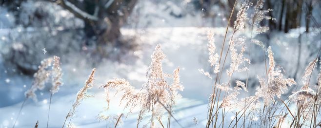 beautiful snowy winter landscape with grasses in foreground, sunlight on a winter day in christmas holiday season, natural scene background with snowflakes, winter idyll