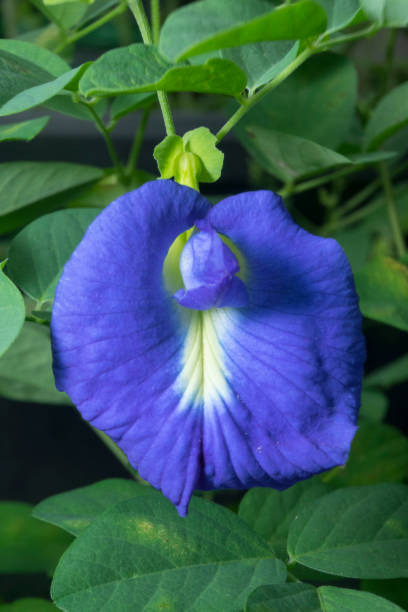 istock Blue Butterfly-pea flower blossom Asian pigeonwings 1345107640