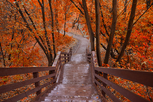 Bright autumn landscape. A wet wooden staircase surrounded by trees with red foliage.